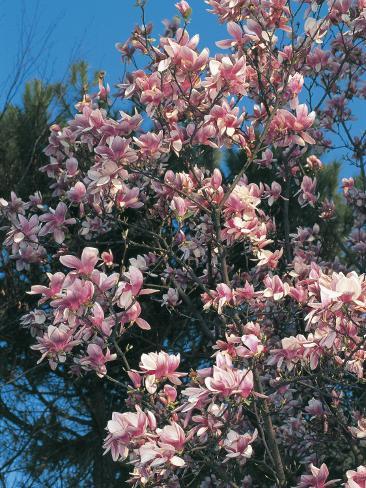 magnolia flower live wallpaper
